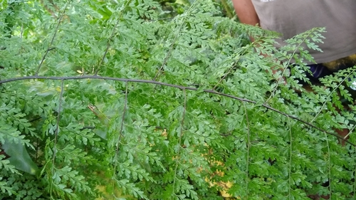 Image of Asplenium laserpitiifolium by no rights reserved