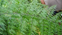 Asplenium laserpitiifolium