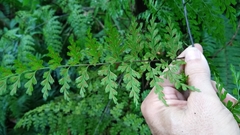 Asplenium laserpitiifolium