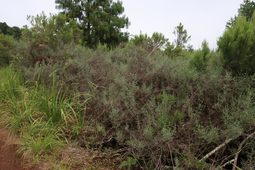 Image of Seriphium burrowsiorum by (c) Tony Rebelo, some rights reserved (CC BY-SA)