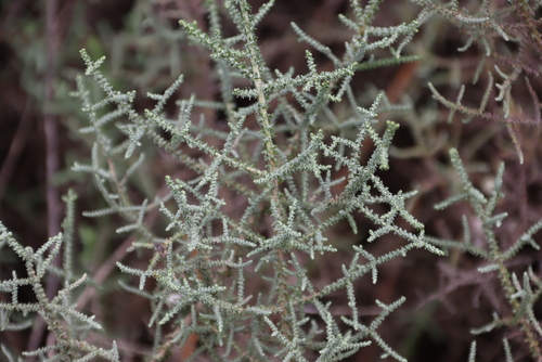 Image of Seriphium burrowsiorum by (c) Tony Rebelo, some rights reserved (CC BY-SA)
