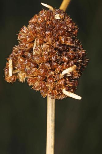 Common Rush Case-bearer