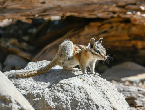 iNaturalist observation photo of Long-eared Chipmunk
