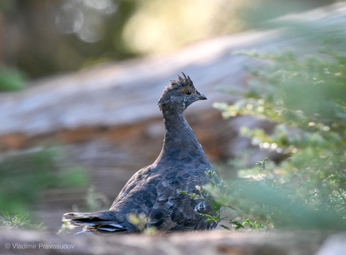 iNaturalist observation photo of Sooty Grouse