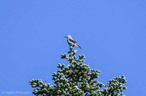 iNaturalist observation photo of Clark's Nutcracker