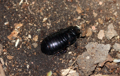 Panesthiinae