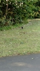 Turdus merula