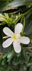 Plumeria obtusa