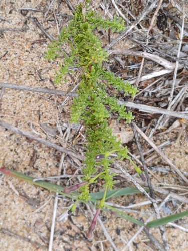 Image of Jamesbrittenia stellata by (c) Martjie Fia Fourie, some rights reserved (CC BY)