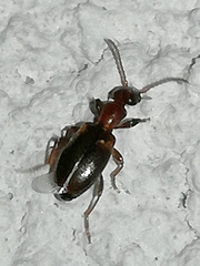 Omonadus floralis