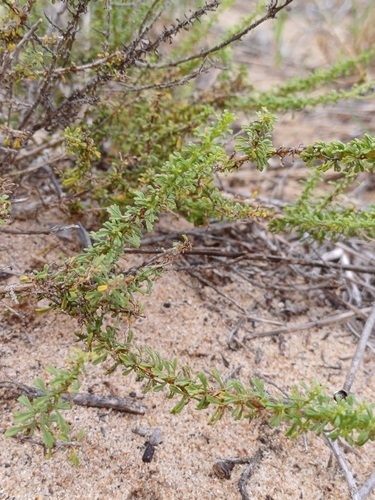 Image of Jamesbrittenia stellata by (c) Martjie Fia Fourie, some rights reserved (CC BY)