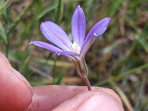 Image of Thread-Leaved Brodiaea (Brodiaea filifolia) by no rights reserved