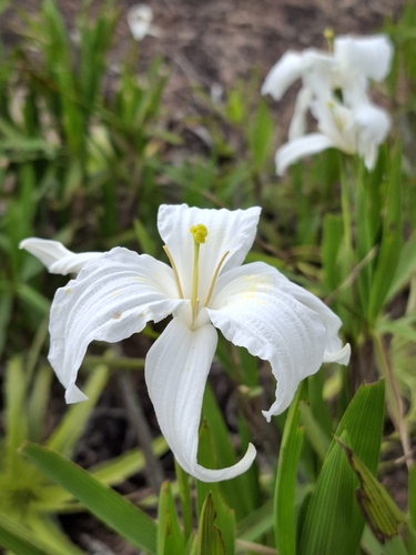 Nanuza plicata