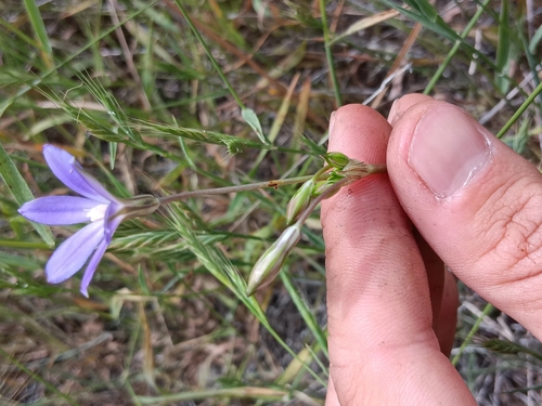 Image of Thread-Leaved Brodiaea (Brodiaea filifolia) by no rights reserved