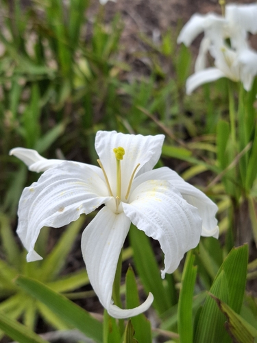 Nanuza plicata, photograph 1