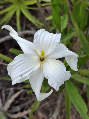 Nanuza plicata, photograph 2