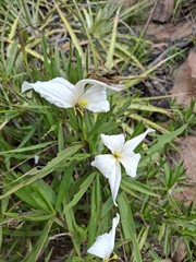 Nanuza plicata, photograph Taize Santos, CC0, iNaturalist via GBIF