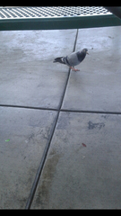 Columba livia domestica