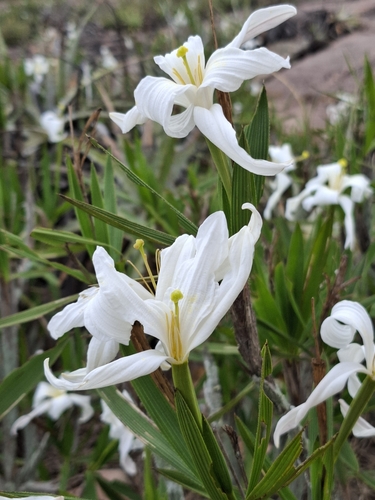 Nanuza plicata, photograph 5