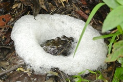 San Miguel Island Frog photo 4