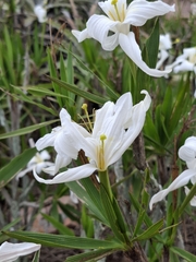 Nanuza plicata, photograph Taize Santos, CC0, iNaturalist via GBIF