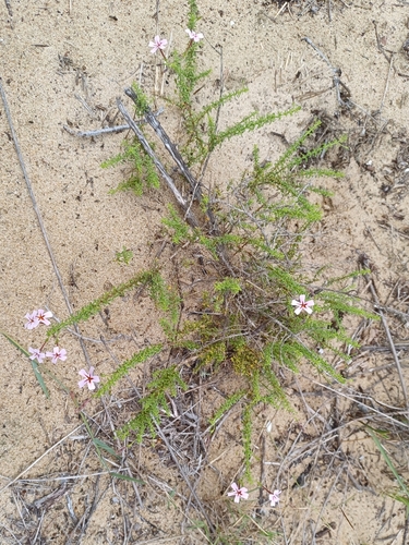Image of Jamesbrittenia stellata by (c) Martjie Fia Fourie, some rights reserved (CC BY)