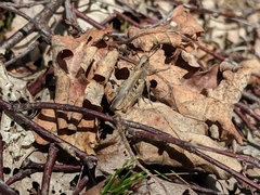 Chorthippus brunneus