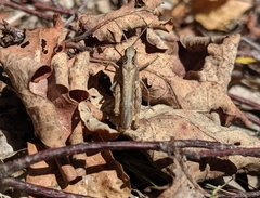 Chorthippus brunneus