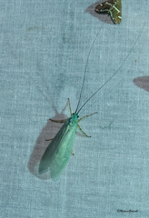 Polymorphanisus nigricornis