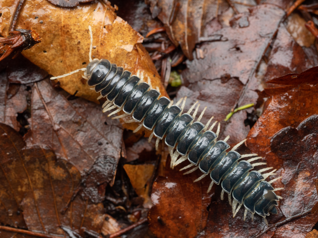 Parafontariinae