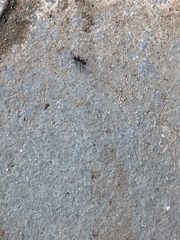 Camponotus