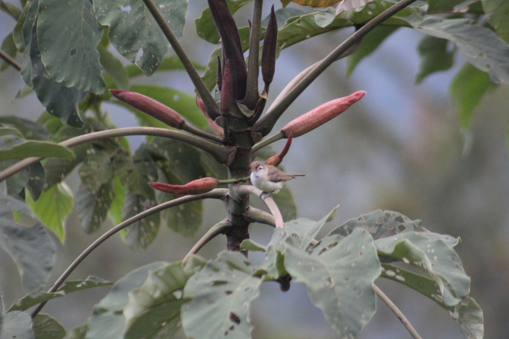 Brown-capped Vireo (Vireo leucophrys), photo 9