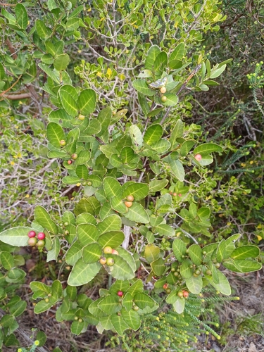 Image of Lauridia tetragona by (c) Martjie Fia Fourie, some rights reserved (CC BY)