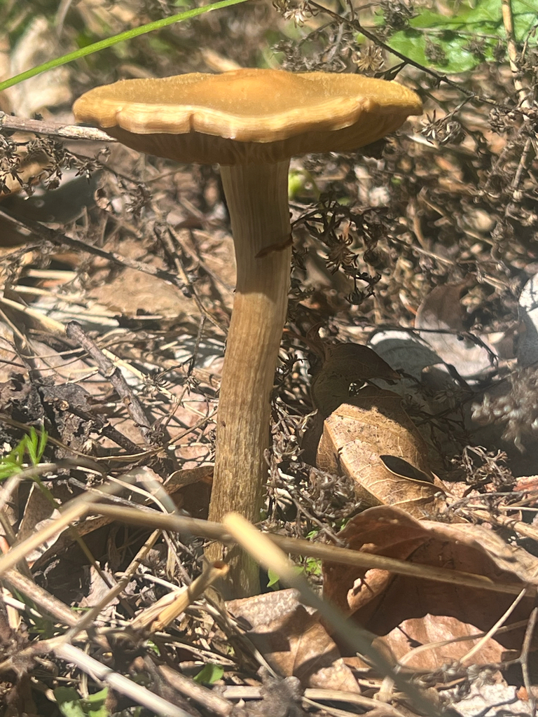 Agrocybe