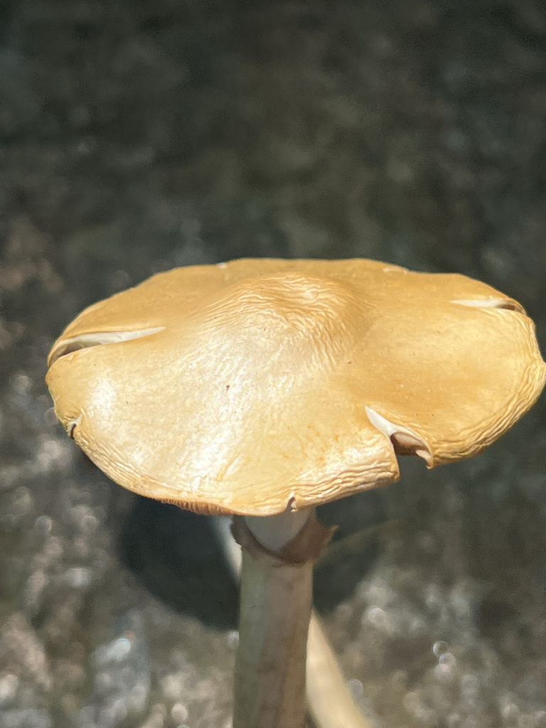 Agrocybe