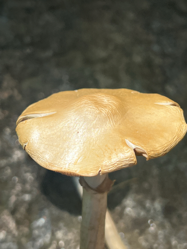 Agrocybe