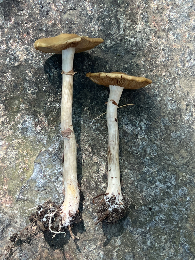 Agrocybe