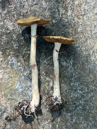 Agrocybe