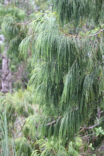 Gymnostoma rumphianum observed 2017-04-23