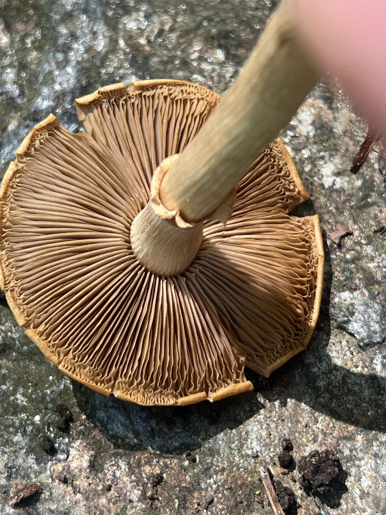 Agrocybe