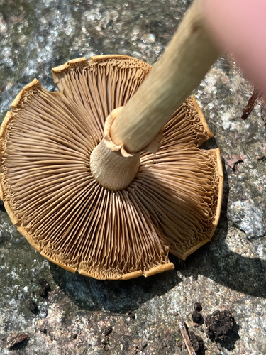 Agrocybe