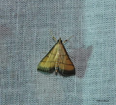 Cnaphalocrocis