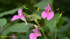 Impatiens textorii