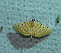 Notarcha tigrina