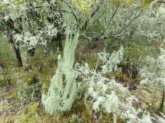 Usnea angulata