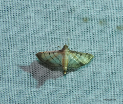 Cnaphalocrocis
