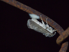 Spodoptera pecten