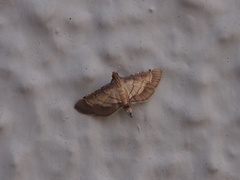 Spilomelini