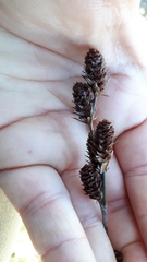 Thamnochortus spicigerus