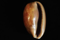 Lyncina leviathan titan